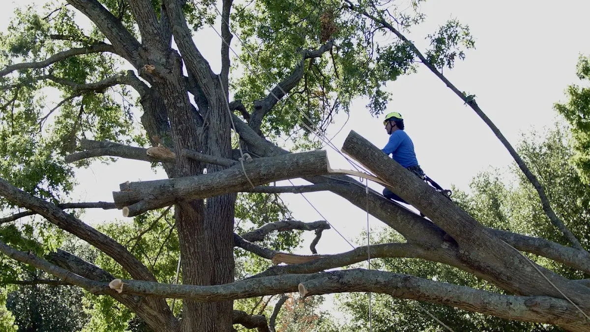 Professional Hazardous Tree Removal performed by certified arborists in Satin