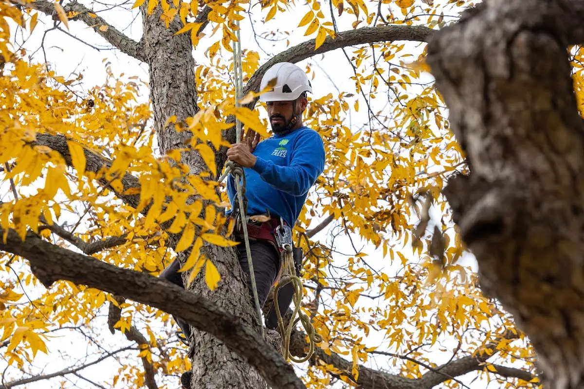 Skilled Tree Planing crew working in Satin